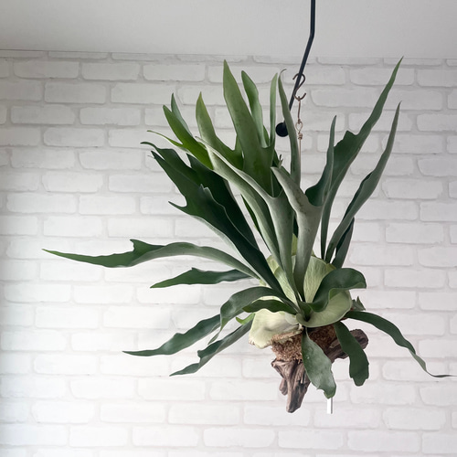 ビカクシダ コウモリラン 群生ビカクシダ流木付け 観葉植物 ハンギング