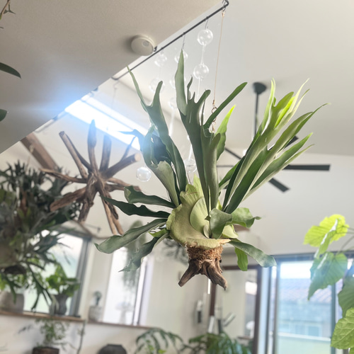 ビカクシダ コウモリラン 群生ビカクシダ流木付け 観葉植物 ビカクシダ コウモリラン 群生ビカクシダ流木付け 観葉植物