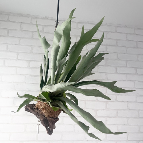 ビカクシダ コウモリラン 群生ビカクシダ流木付け 観葉植物 ハンギング