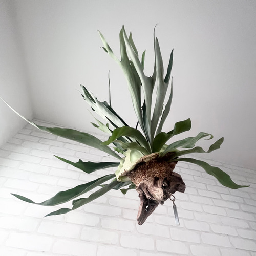 ビカクシダ コウモリラン 群生ビカクシダ流木付け 観葉植物