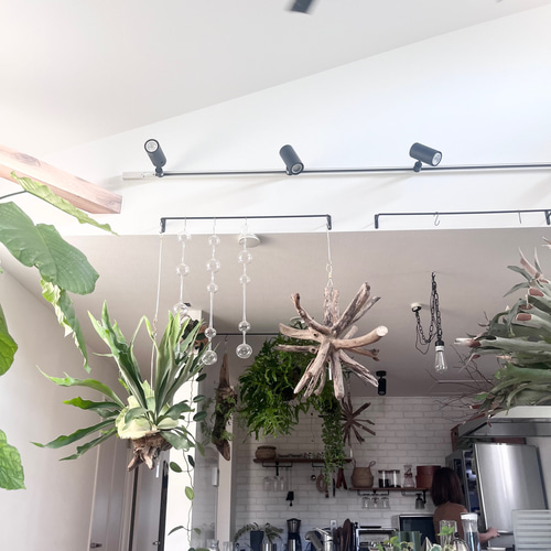 ビカクシダ コウモリラン 群生ビカクシダ流木付け 観葉植物 ハンギング