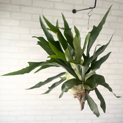 ビカクシダ コウモリラン 群生ビカクシダ流木付け 観葉植物 ハンギング