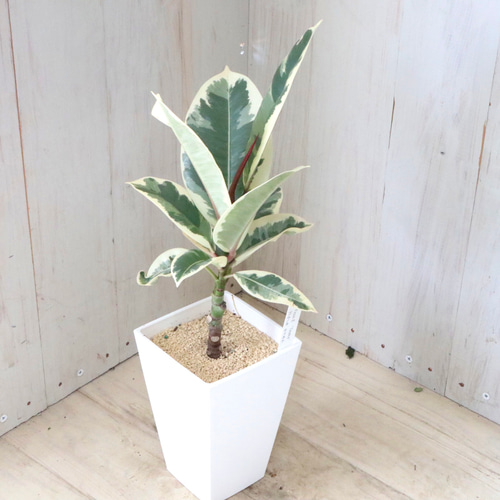 フィカス♡ティケネ♡観葉植物♡インテリアグリーン♡鉢ごと♡ アート