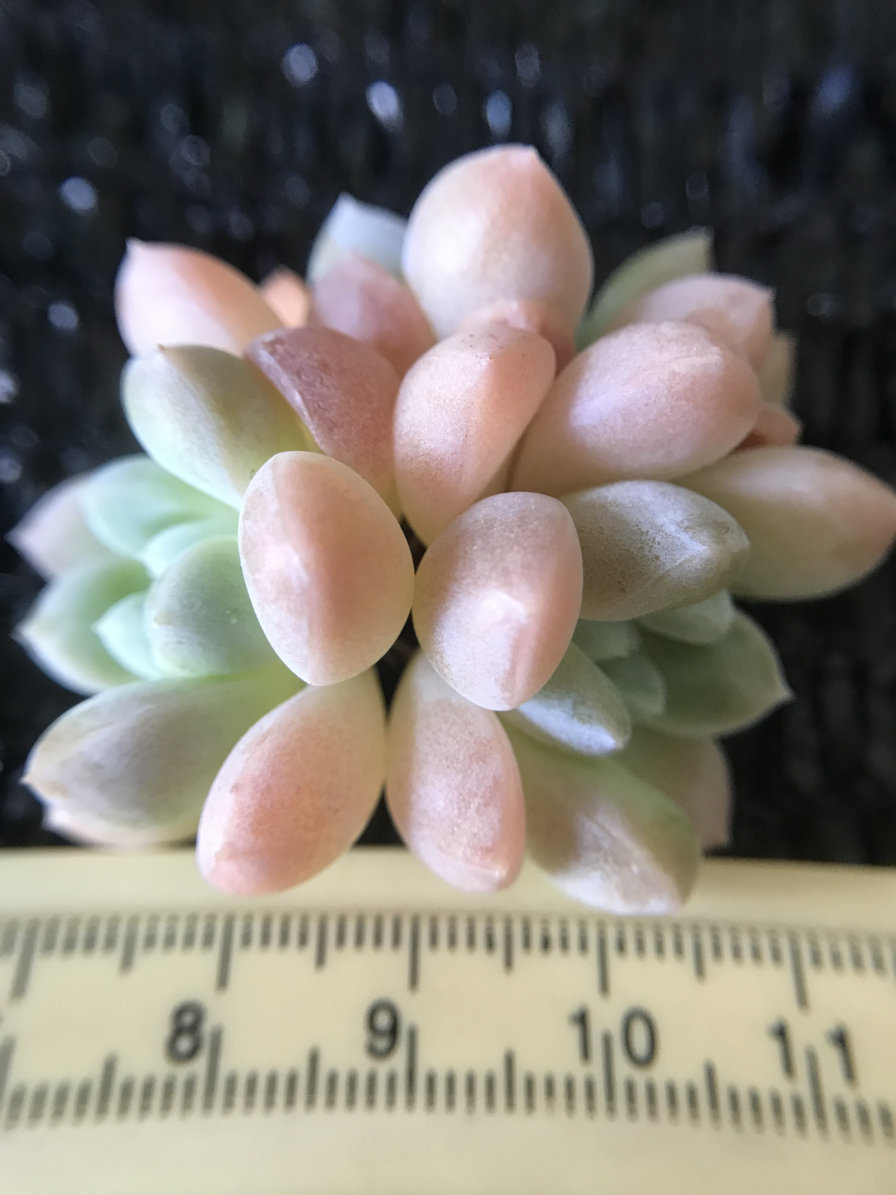 新入荷 新作 多肉植物 エケベリア ミルクマシュマロ 3頭 抜き苗
