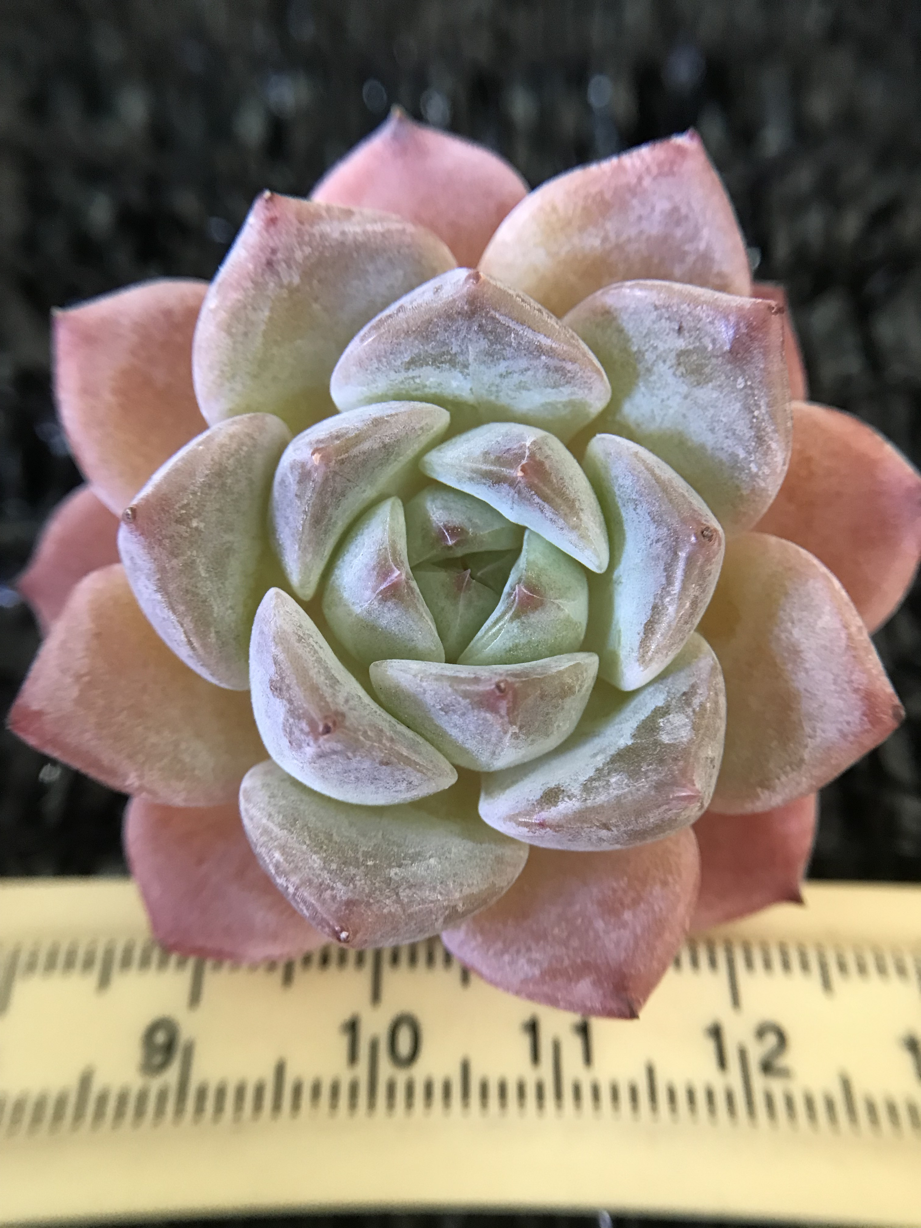 アーオーァライ　多肉植物　エケベリア　抜き苗　二頭1苗 アーオーァライ 多肉植物 エケベリア 抜き苗 二頭1苗 - メルカリ