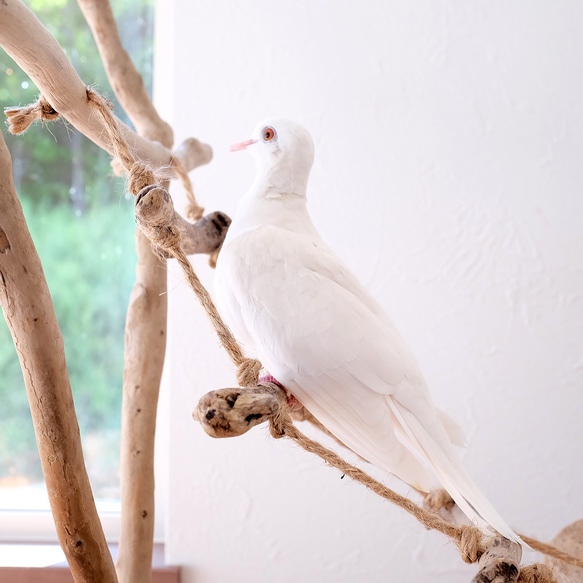 流木バードジム M ｜鳥さんの止まり木とはしご 7枚目の画像