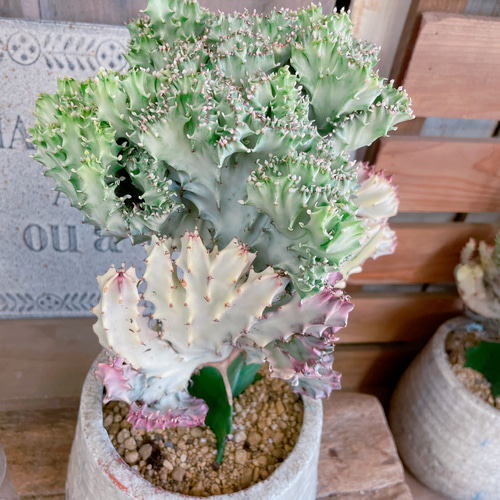 宝石のような観葉植物のお店 【Jewelry Plant】 ユーフォルビア
