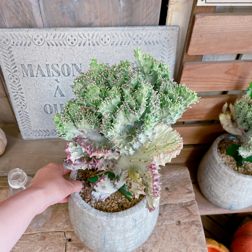 現品♡【キングマハラジャ】多肉植物ユーフォルビア!あたたかみ 現品♡【キングマハラジャ】多肉植物ユーフォルビア!あたたかみ