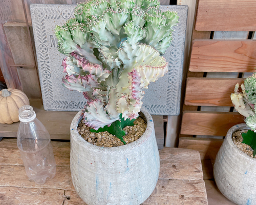 3cc1b8704208a8256f1b8c69a6a215