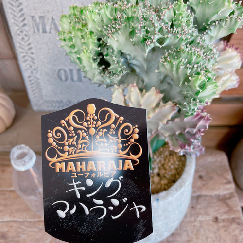 現品♡【キングマハラジャ】多肉植物ユーフォルビア！あたたかみ