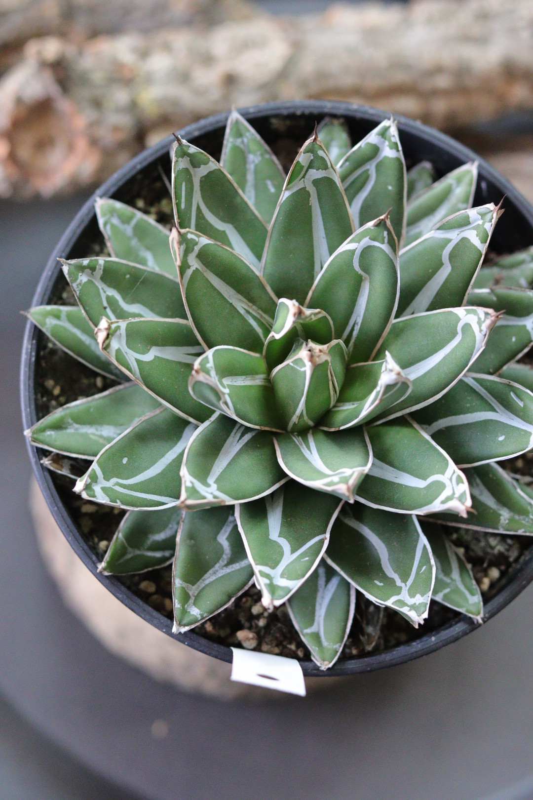 【鉢植え32cm★姫笹の雪】アガベ・ビクトリアエ・レギナエ（現物） 鉢植え32cm☆姫笹の雪】アガベ・ビクトリアエ・レギナエ（現物