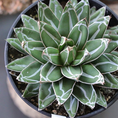 【鉢植え32cm★姫笹の雪】アガベ・ビクトリアエ・レギナエ（現物） アガベ・ビクトリアレギネ【姫笹の雪】 | GABA