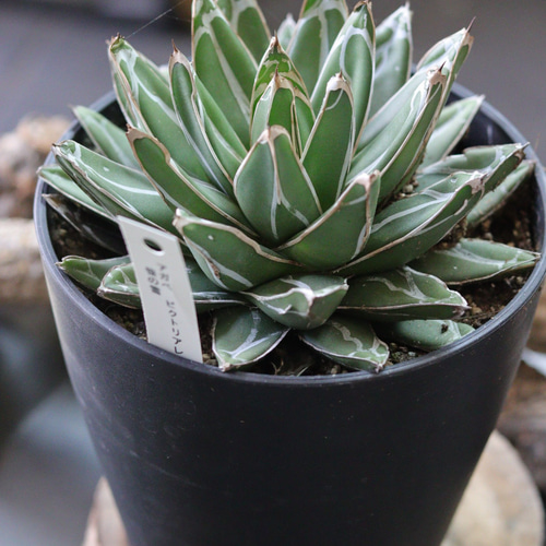 鉢植え32cm☆姫笹の雪】アガベ・ビクトリアエ・レギナエ（現物