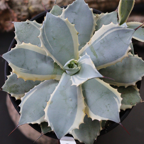 アガベ ポタトラム 雷神錦(雷神バリエガータ) その他インテリア雑貨