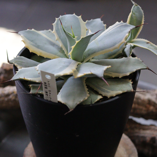 アガベ ポタトラム 雷神錦(雷神バリエガータ) その他インテリア雑貨