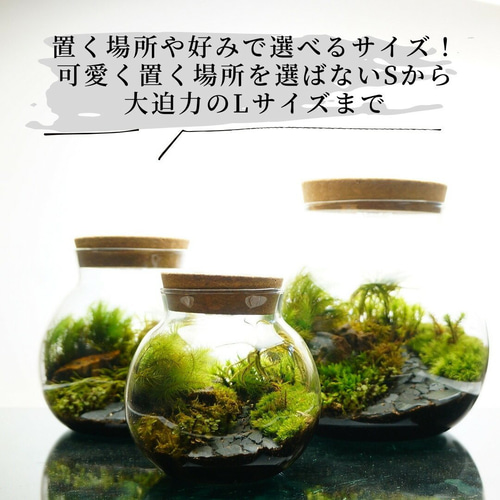 完成品】LEDライト付 ボトルテラリウム 10・13・16cm 苔テラリウム 川