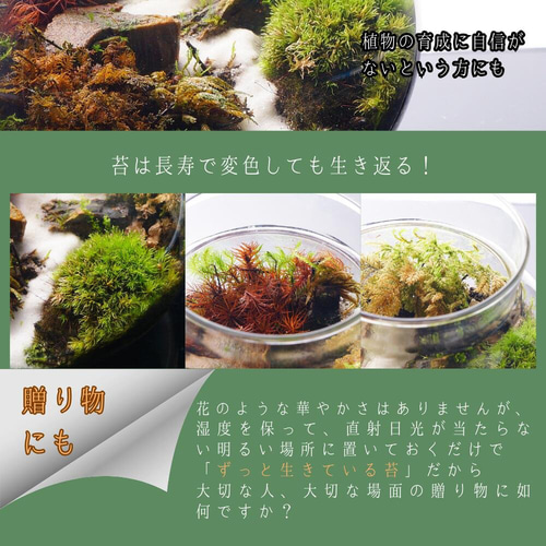完成品】LEDライト付 ボトルテラリウム 10・13・16cm 苔テラリウム 川