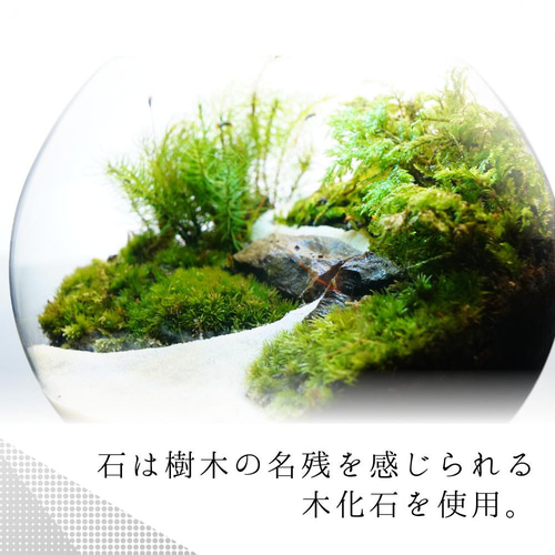 完成品】LEDライト付 ボトルテラリウム 10・13・16cm 苔テラリウム 川