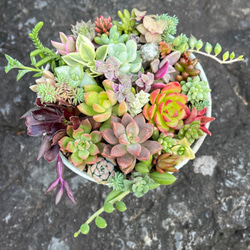 marukoです　　　多肉植物 カット苗 マッコス＊多肉植物＊5カット苗 多肉植物 ＊N＊ 通販 18762301