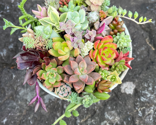 marukoです　　　多肉植物 カット苗 maruko様 専用です 多肉植物 カット苗