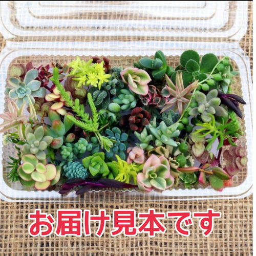 marukoです　　　多肉植物 カット苗 81OPyumx8YL._UF1000,1000_QL80_.jpg