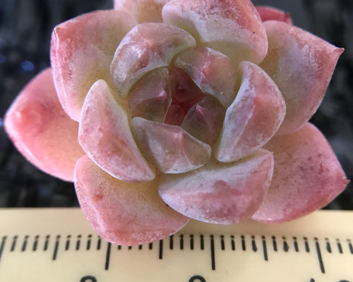 ま*こ様 A334　イチゴアイス錦　18株　多肉植物 抜き苗 エケベリア 韓国苗 ま*こ様 A334 イチゴアイス錦 18株 多肉植物 抜き苗 エケベリア 韓国