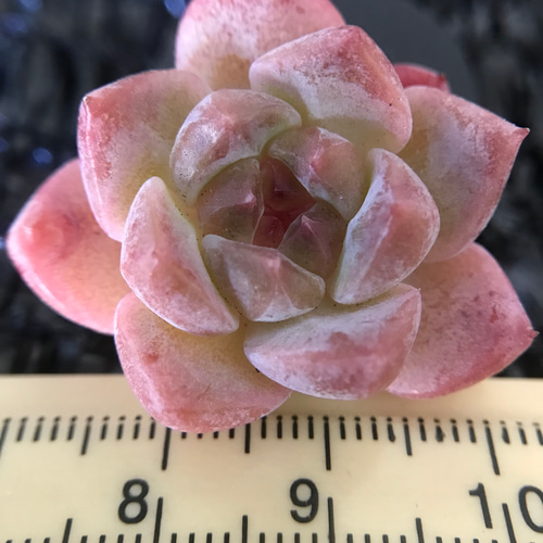 新入荷 新品種 多肉植物 いちご団子 抜き苗 小苗 1株 多肉植物 愛多肉