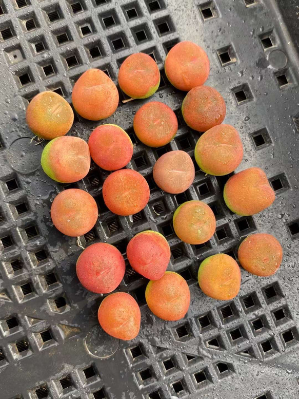 多肉植物　コノフィツム　マウガニー　水蜜桃　1cm以上　5苗1セット　抜き苗 1枚目の画像