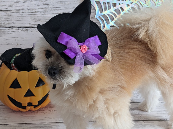 　ハロウィン　犬・猫用ハット　（S）紫リボン　とんがり帽子　小型犬　ハロウィンコスプレ 4枚目の画像