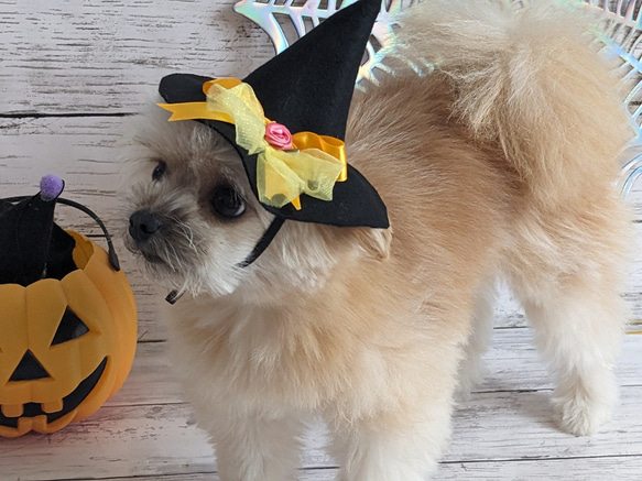 　ハロウィン　犬・猫用ハット　（M)黄色リボン　　とんがり帽子　小型犬　ハロウィンコスプレ 3枚目の画像