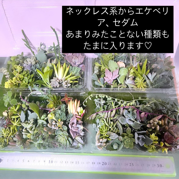 〜多肉植物カット苗詰め合わせ〜色々100gフードパック発送 3枚目の画像