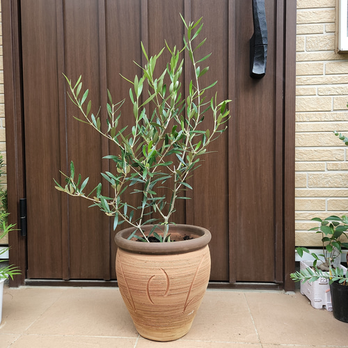 オリーブの木 エルグレコ テラコッタ鉢植え 苗木 シンボルツリー-