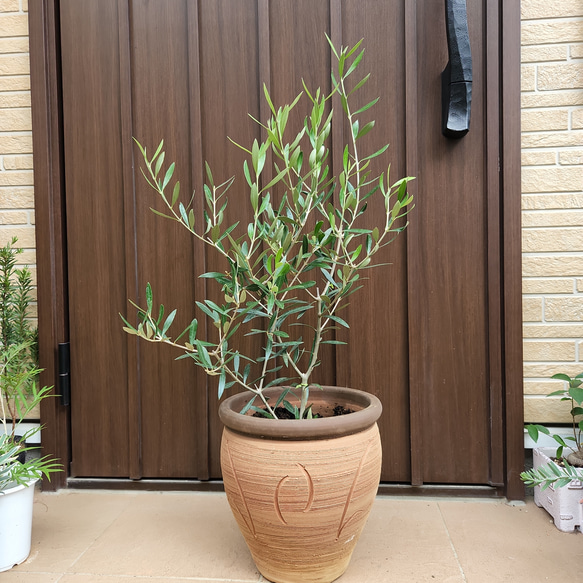 オリーブの木　エルグレコ　お洒落テラコッタ鉢植え　苗　シンボルツリー