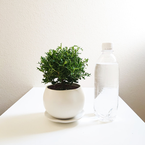 ヒイラギ様★専用商品★ Amazon.co.jp: 遊恵盆栽 庭木・植木・鉢植え：オニヒイラギ（鬼