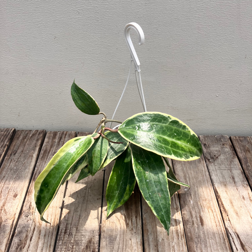 希少種ホヤ＊パラシティカ ハートリーフ スプラッシュ＊ロツンデ