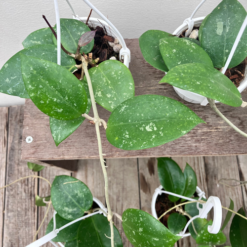 希少種ホヤ＊パラシティカ ハートリーフ スプラッシュ＊ロツンデ