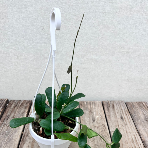 希少種ホヤ＊パラシティカ ハートリーフ スプラッシュ＊ロツンデ