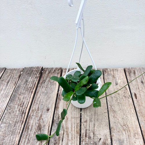 希少種ホヤ＊パラシティカ ハートリーフ スプラッシュ＊ロツンデ