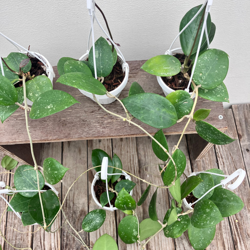 希少種ホヤ＊パラシティカ ハートリーフ スプラッシュ＊ロツンデ