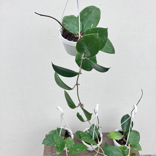 希少種ホヤ＊パラシティカ ハートリーフ スプラッシュ＊ロツンデ