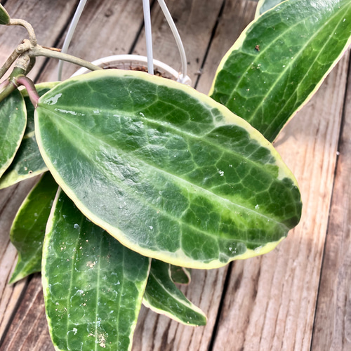 希少種ホヤ＊パラシティカ ハートリーフ スプラッシュ＊ロツンデ