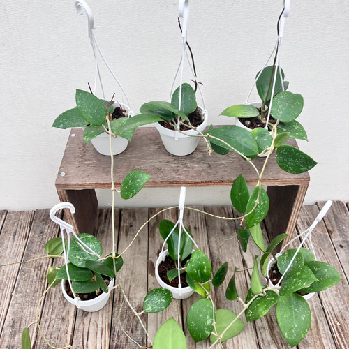 希少種ホヤ＊パラシティカ ハートリーフ スプラッシュ＊ロツンデ