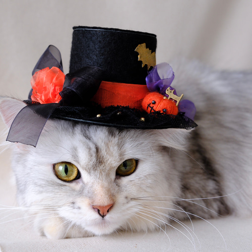 ハロウィンハット 猫/ペットの帽子 ペット服・アクセサリー