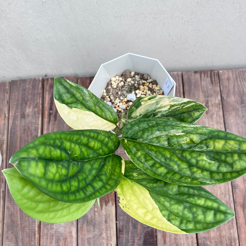おしゃれ 観葉植物：斑入りモンステラ*5号 プラポット : 遊恵
