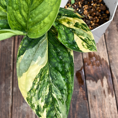 超希少種斑入りモンステラ*ジェイド*黄斑入り*観葉植物*超 超希少種斑入りモンステラ*ジェイド*黄斑入り*観葉植物*超