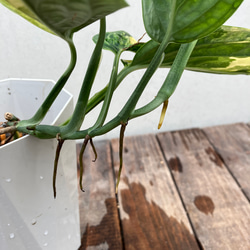 超希少種斑入りモンステラ＊ジェイド＊黄斑入り＊観葉植物＊超レア＊ 7枚目の画像