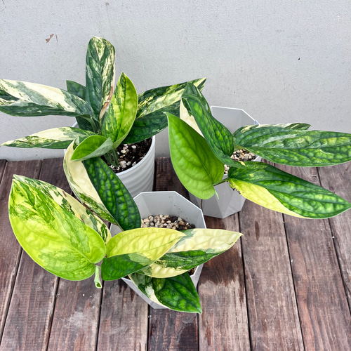 超希少種斑入りモンステラ*ジェイド*黄斑入り*観葉植物*超 超希少種斑入りモンステラ*ジェイド*黄斑入り*観葉植物*超