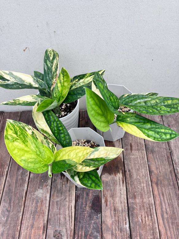 モンステラ レモンライム 斑入り 超希少本物 斑入り モンステラ