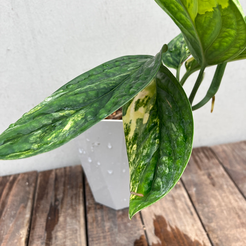 超希少種斑入りモンステラ*ジェイド*黄斑入り*観葉植物*超 超希少種斑入りモンステラ*ジェイド*黄斑入り*観葉植物*超