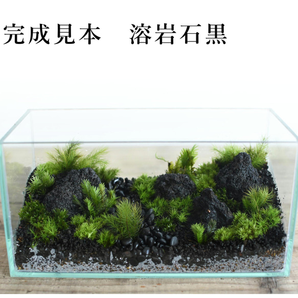 【選べる3色】苔テラリウム作製キット＜ワイドな景色をつくる＞◆解説動画付き（苔テラリウム・コケリウム） 16枚目の画像